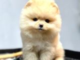 Safkan Pomeranian Boo Yavrularımız