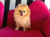 Pomeranian Boo Çok Sağlıklı Yavrularımız