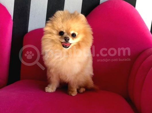 Pomeranian Boo Çok Sağlıklı Yavrularımız