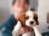 King Charles Cavalier Yavru