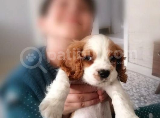 King Charles Cavalier Yavru görsel