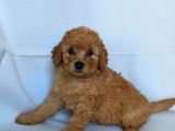2 Aylık Erkek Ve Dişi Red Toy Poodle Yavrular