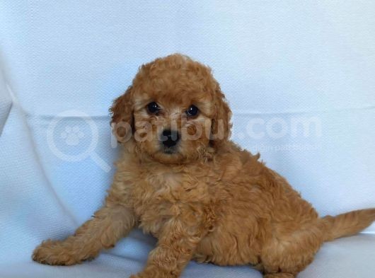 2 Aylık Erkek Ve Dişi Red Toy Poodle Yavrular