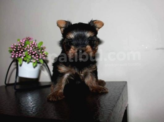 Yorkshire Mini Prensss görsel