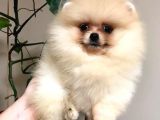 Pomeranian Boo Çok Sağlıklı Yavrularımız