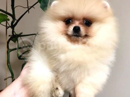 Pomeranian Boo Çok Sağlıklı Yavrularımız görsel