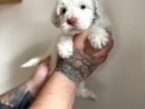 Baby Face Maltipoo Yavrularımız