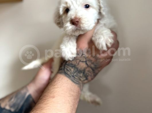 Baby Face Maltipoo Yavrularımız görsel
