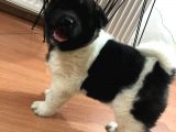 Amerikan Akita Irkının En İyisi Kızımız