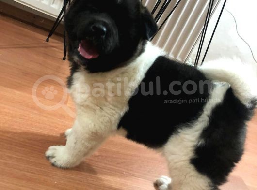 Amerikan Akita Irkının En İyisi Kızımız görsel