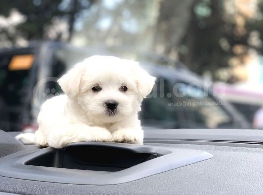 Safkan Maltese Terrier Yavrularımız
