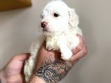 Maltipoo Yavrumuz
