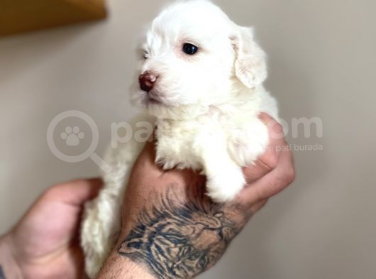 Maltipoo Yavrumuz görsel