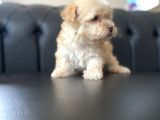 Renkli Gözlü Maltipoo Yavrular