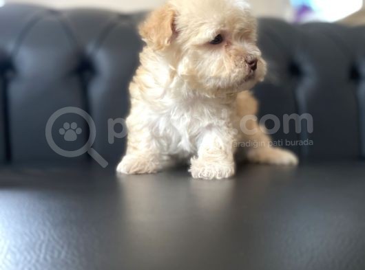 Renkli Gözlü Maltipoo Yavrular görsel