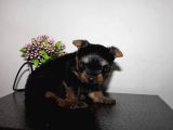 Yorkshire Mini Prensss