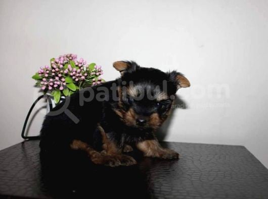 Yorkshire Mini Prensss görsel