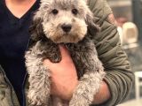 6 Aylık Erkek Silver Toy Poodle