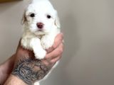 Maltipoo Yavrumuz
