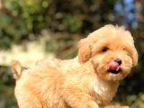 2 Aylık Erkek Ve Dişi Maltipoo
