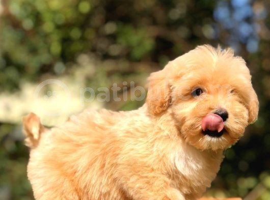 2 Aylık Erkek Ve Dişi Maltipoo görsel