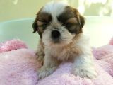 Shih Tzu Yavruları