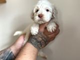 Baby Face Maltipoo Yavrularımız