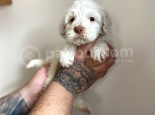 Baby Face Maltipoo Yavrularımız görsel