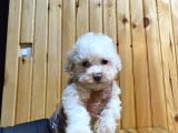 2 Aylık Erkek ve Dişi Maltipoo