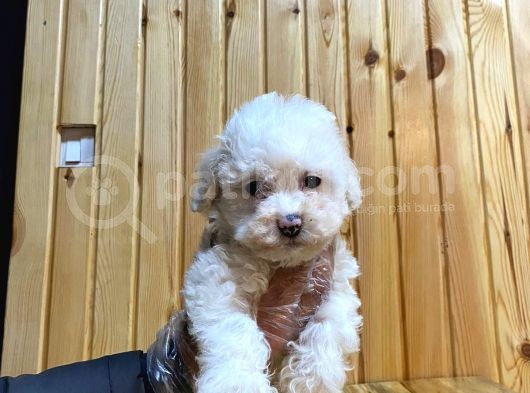 2 Aylık Erkek Ve Dişi Maltipoo