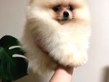 Pomeranian Boo Çok Sağlıklı Yavrularımız