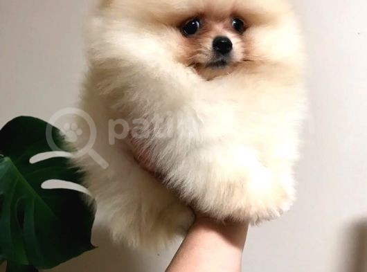 Pomeranian Boo Çok Sağlıklı Yavrularımız görsel