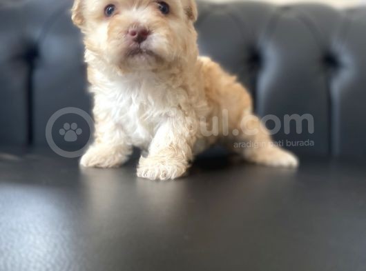 Renkli Gözlü Maltipoo Yavrular görsel