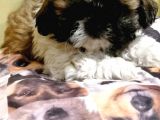 Anne Altından Sıfır Burun Shih Tzu Yavrular