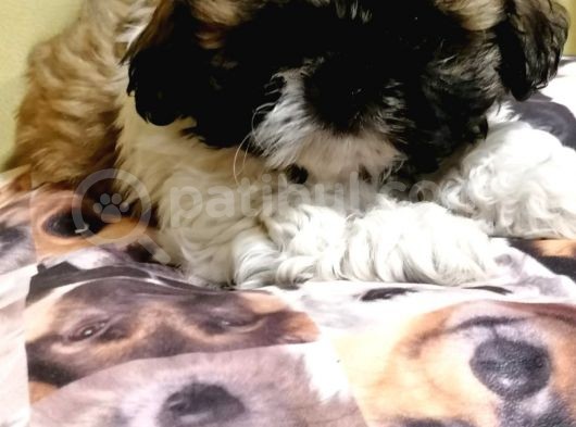 Anne Altından Sıfır Burun Shih Tzu Yavrular görsel