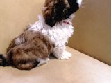 Anne Altından Sıfır Burun Shih Tzu Yavrular