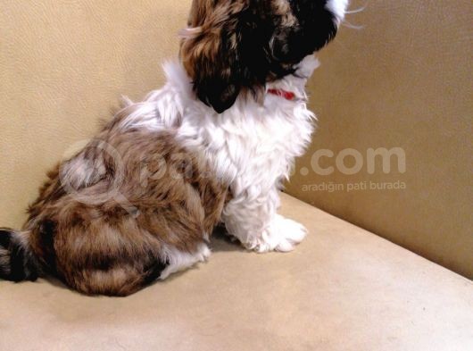 Anne Altından Sıfır Burun Shih Tzu Yavrular görsel