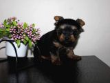 Yorkshire Mini Prensss