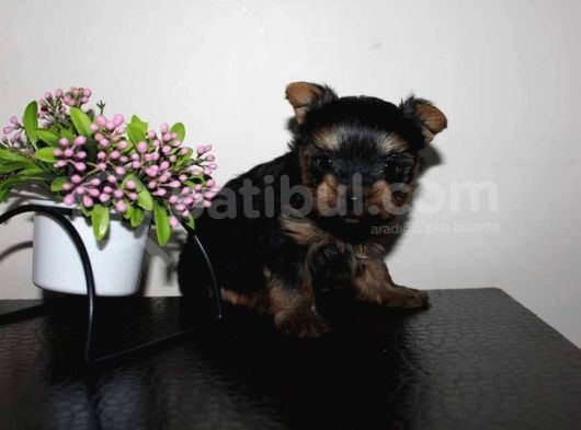 Yorkshire Mini Prensss görsel