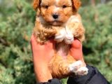 2 Aylık Erkek Ve Dişi Maltipoo