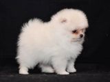Pomeranian Boo Çok Sağlıklı Yavrularımız