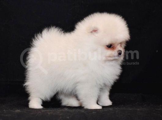 Pomeranian Boo Çok Sağlıklı Yavrularımız görsel