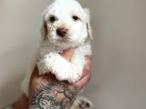 AA Kalite Maltipoo