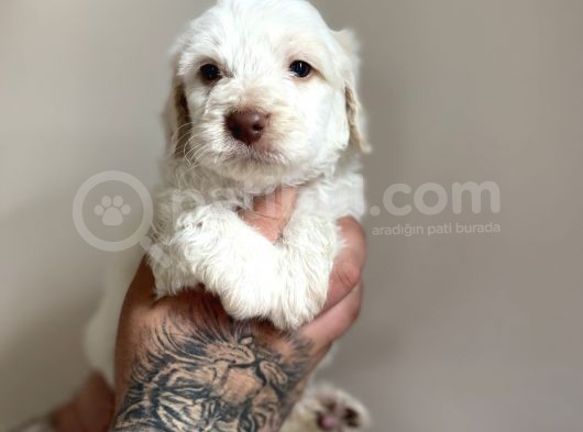 Aa Kalite Maltipoo