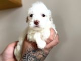 Maltipoo Yavrumuz