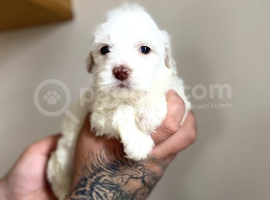 Maltipoo Yavrumuz görsel