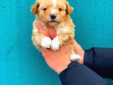 2 Aylık Erkek ve Dişi Maltipoo
