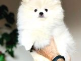 Pomeranian Boo Çok Sağlıklı Yavrularımız