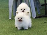 Pomeranian Boo Yavruları