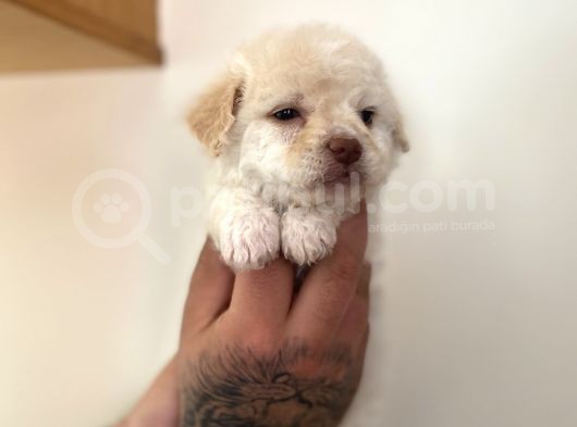 Kayısı Rengi Maltipoo Yavrular görsel